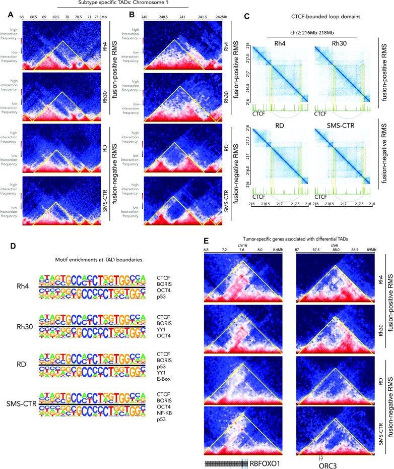 The 3D chromatin landscape of rhabdomyosarcoma.