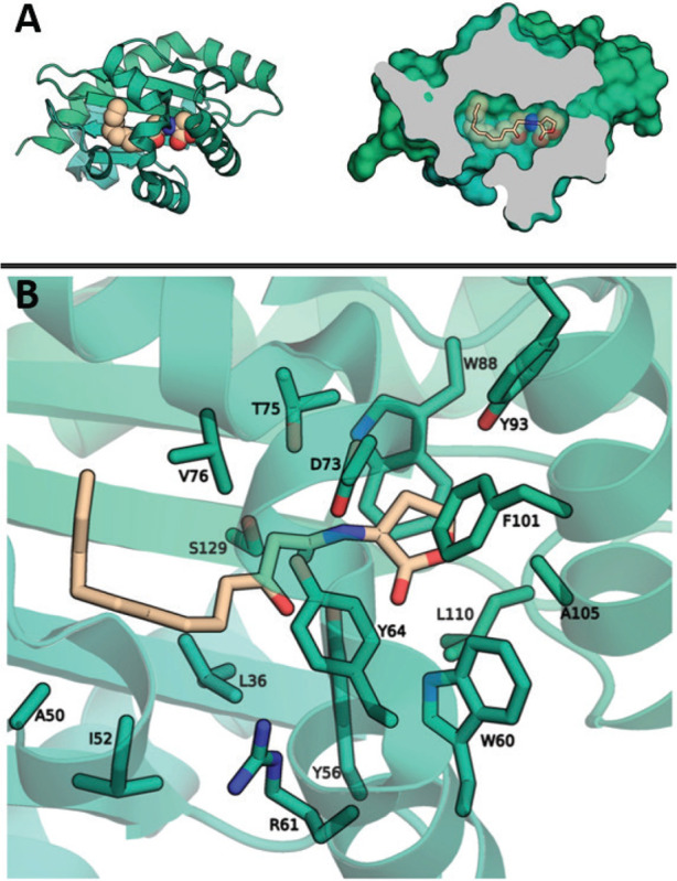 Identification of anti-pathogenic activity among <i>in silico</i> predicted small-molecule inhibitors of <i>Pseudomonas aeruginosa</i> LasR or nitric oxide reductase (NOR).