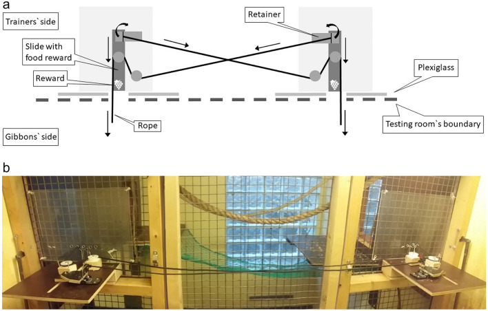 A cooperation experiment with white-handed gibbons (Hylobates lar).