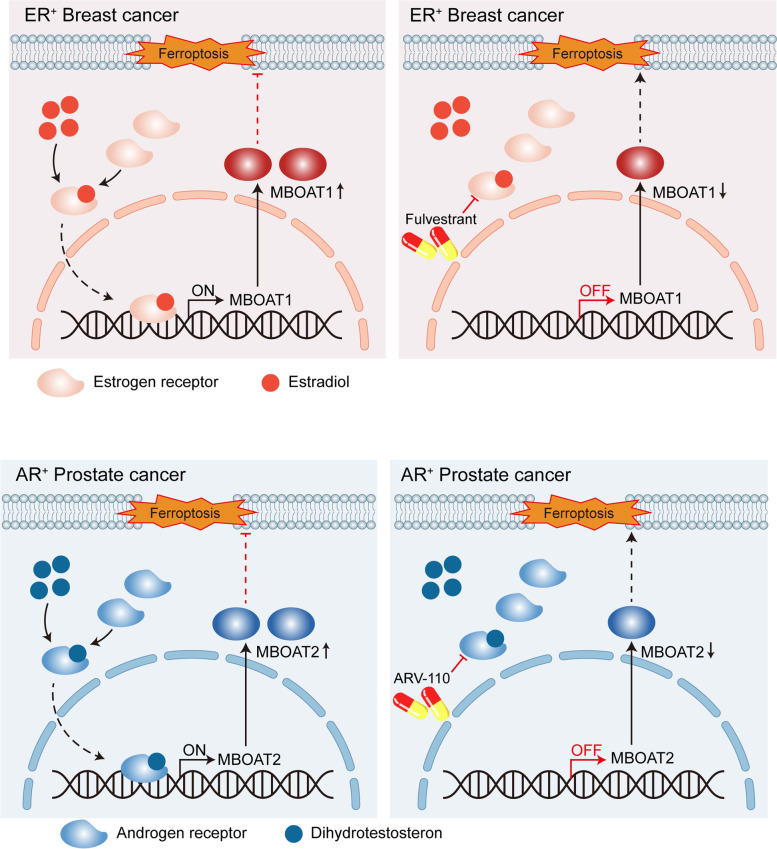 A novel mechanism of ferroptosis surveillance offers promising therapeutic avenues for breast and prostate cancers.