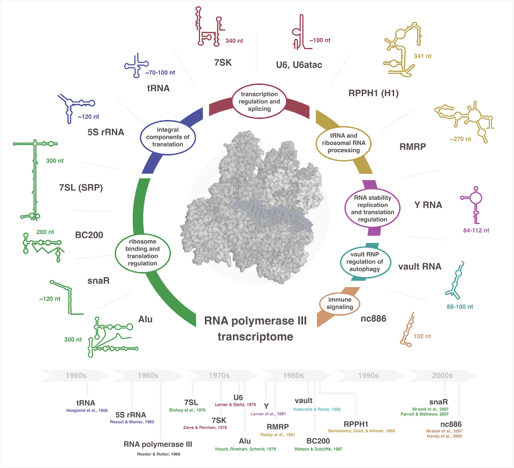 The Pol III transcriptome: Basic features, recurrent patterns, and emerging roles in cancer.