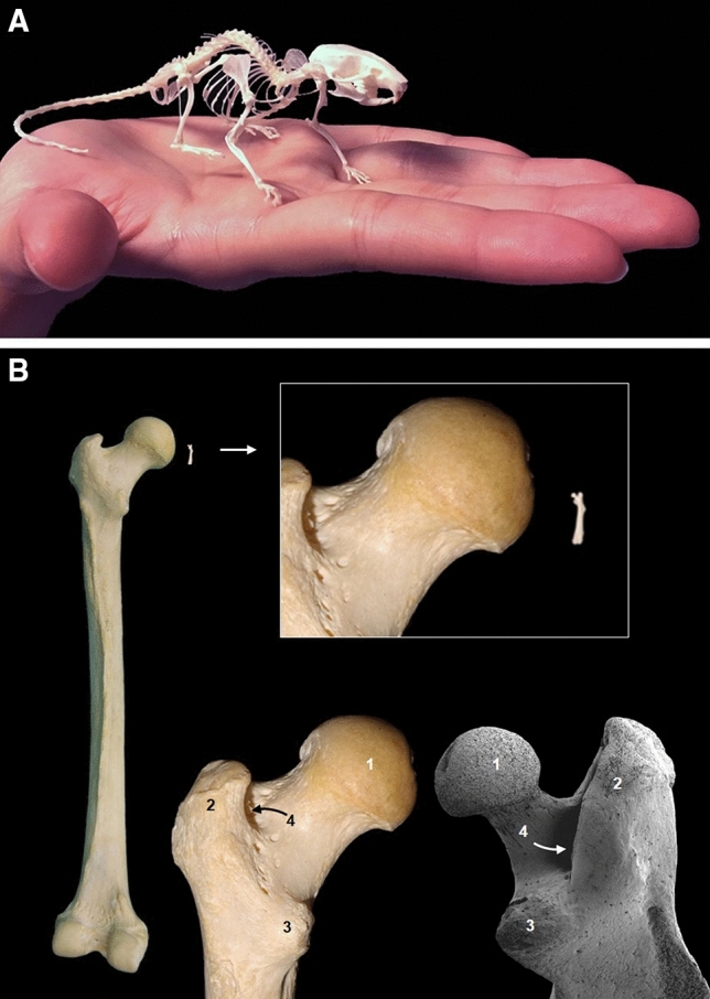 Bridging mouse and human anatomies; a knowledge-based approach to comparative anatomy for disease model phenotyping.