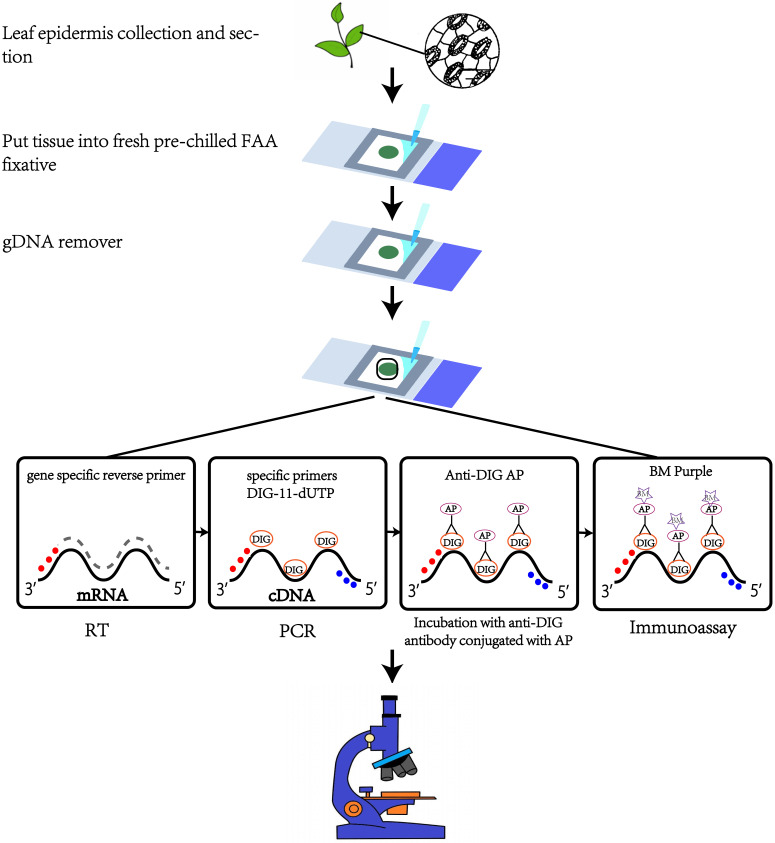 An Optimized Protocol for Detecting Guard Cell-specific Gene Expression by in situ RT-PCR in <i>Brassica rapa</i>.