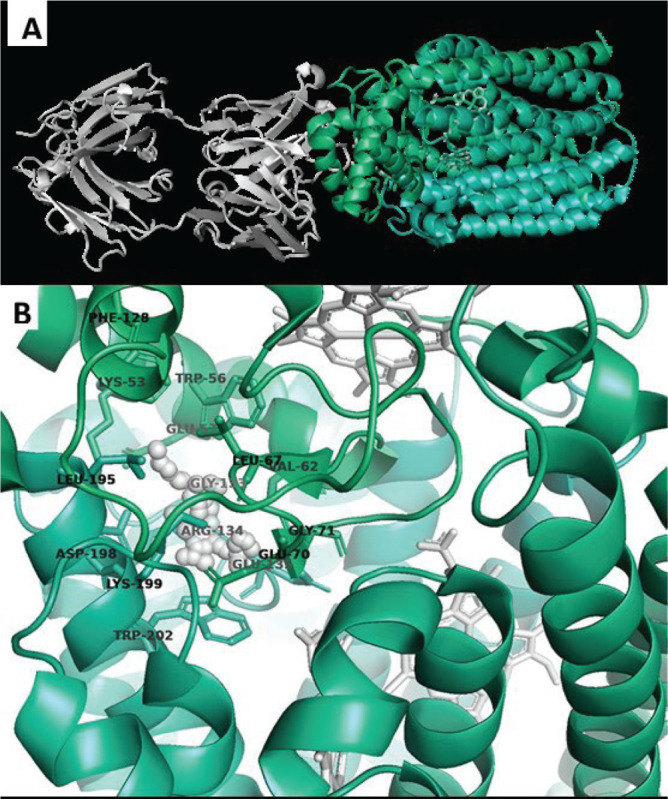 Identification of anti-pathogenic activity among <i>in silico</i> predicted small-molecule inhibitors of <i>Pseudomonas aeruginosa</i> LasR or nitric oxide reductase (NOR).