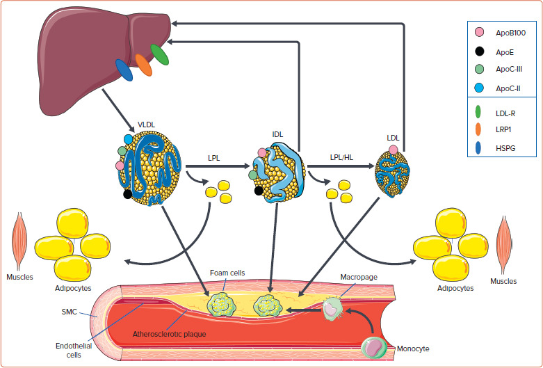 The Role of Triglyceride-rich Lipoproteins and Their Remnants in Atherosclerotic Cardiovascular Disease.