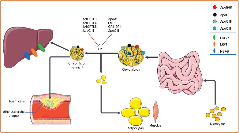 The Role of Triglyceride-rich Lipoproteins and Their Remnants in Atherosclerotic Cardiovascular Disease.
