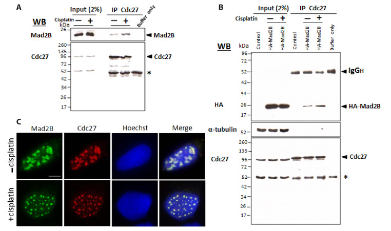 Mad2B forms a complex with Cdc20, Cdc27, Rev3 and Rev1 in response to cisplatin-induced DNA damage.