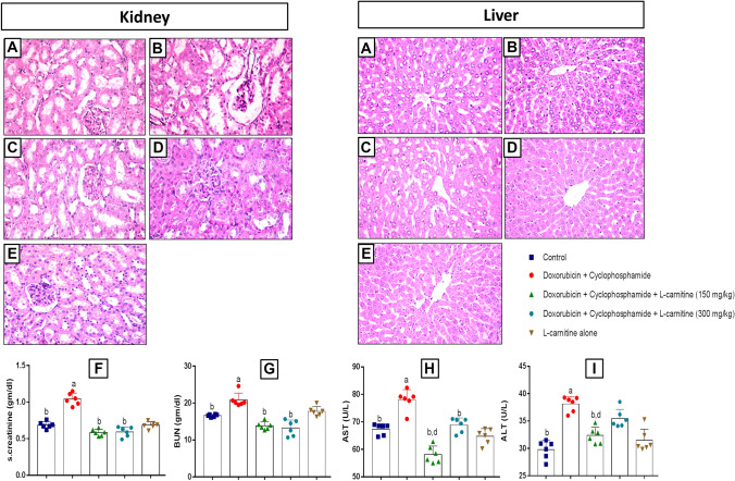 L-carnitine Modulates Cognitive Impairment Induced by Doxorubicin and Cyclophosphamide in Rats; Insights to Oxidative Stress, Inflammation, Synaptic Plasticity, Liver/brain, and Kidney/brain Axes.