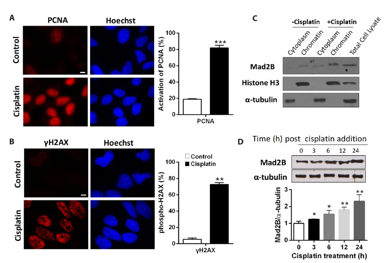 Mad2B forms a complex with Cdc20, Cdc27, Rev3 and Rev1 in response to cisplatin-induced DNA damage.