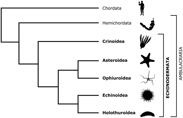 Echinoderm radial glia in adult cell renewal, indeterminate growth, and regeneration.