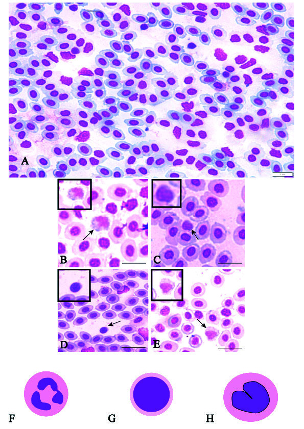 Hematological Evaluation of Three Common Teleosts in Relation to The Environmental Changes from Trang Province, Thailand.