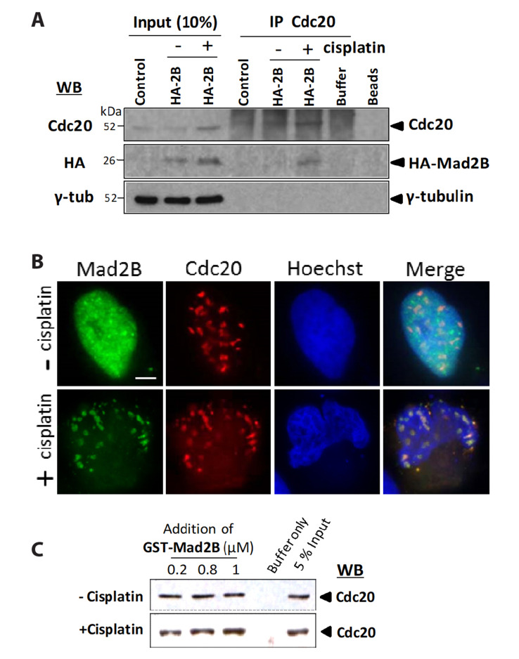 Mad2B forms a complex with Cdc20, Cdc27, Rev3 and Rev1 in response to cisplatin-induced DNA damage.