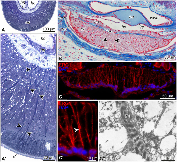 Echinoderm radial glia in adult cell renewal, indeterminate growth, and regeneration.