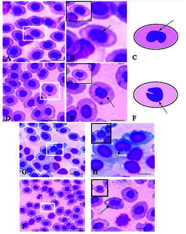 Hematological Evaluation of Three Common Teleosts in Relation to The Environmental Changes from Trang Province, Thailand.