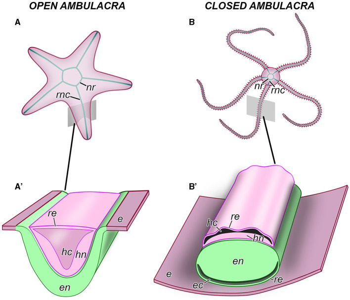 Echinoderm radial glia in adult cell renewal, indeterminate growth, and regeneration.