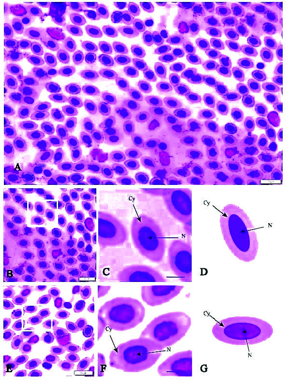 Hematological Evaluation of Three Common Teleosts in Relation to The Environmental Changes from Trang Province, Thailand.