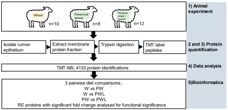 Quantitative Differences in Rumen Epithelium Proteins in Lambs Fed Wheat, Perennial Wheat, or Perennial Wheat plus Lucerne.