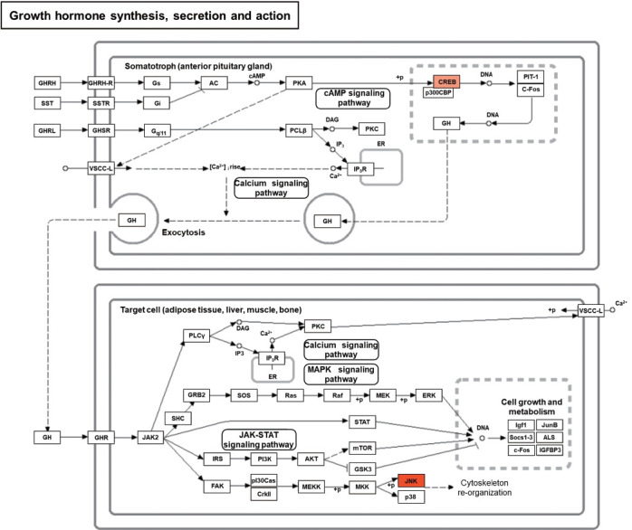 Differentially Expressed mRNA in Streptozotocin-Induced Diabetic Bladder Using RNA Sequencing Analysis.