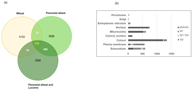 Quantitative Differences in Rumen Epithelium Proteins in Lambs Fed Wheat, Perennial Wheat, or Perennial Wheat plus Lucerne.