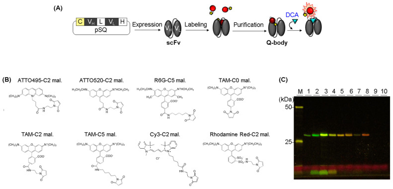 Generation of a Recombinant scFv against Deoxycholic Acid and Its Conversion to a Quenchbody for One-Step Immunoassay.