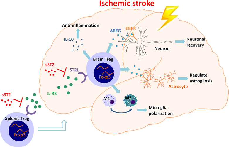 Modulation of Neuroinflammation: Advances in Roles and Mechanisms of the IL-33/ST2 Axis Involved in Ischemic Stroke.