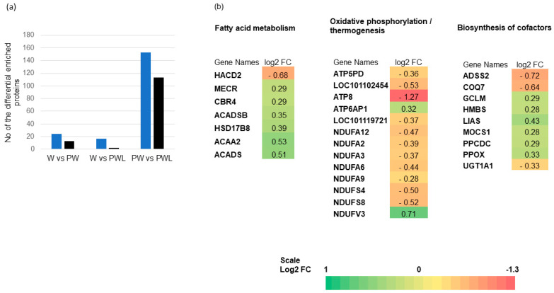 Quantitative Differences in Rumen Epithelium Proteins in Lambs Fed Wheat, Perennial Wheat, or Perennial Wheat plus Lucerne.