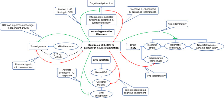 Modulation of Neuroinflammation: Advances in Roles and Mechanisms of the IL-33/ST2 Axis Involved in Ischemic Stroke.