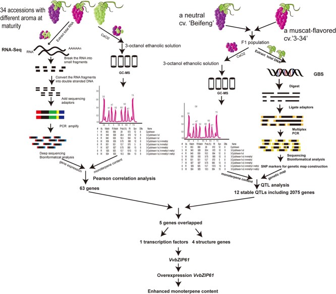 Basic leucine zipper gene <i>VvbZIP61</i> is expressed at a quantitative trait locus for high monoterpene content in grape berries.