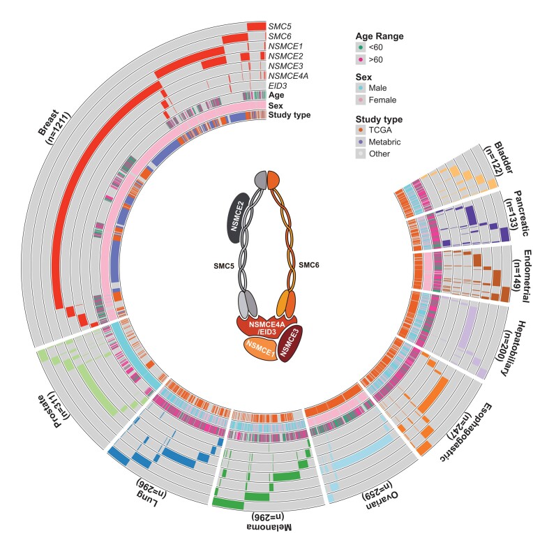 Large-scale phenogenomic analysis of human cancers uncovers frequent alterations affecting SMC5/6 complex components in breast cancer.