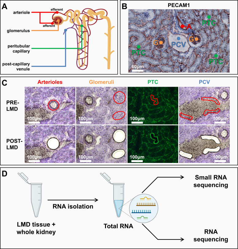 Unique miRNome and transcriptome profiles underlie microvascular heterogeneity in mouse kidney.