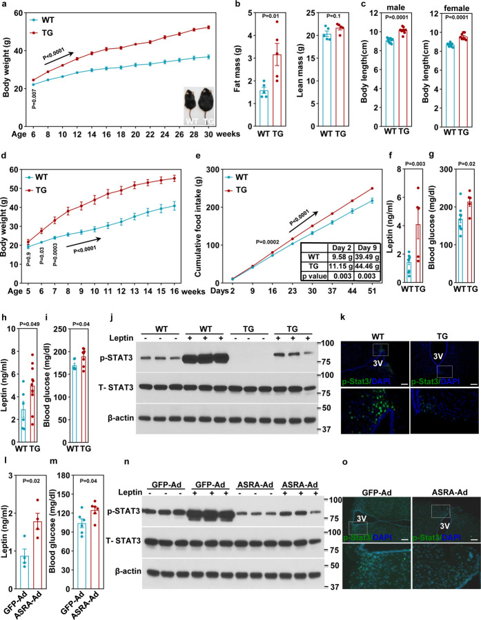 A brown fat-enriched adipokine, ASRA, is a leptin receptor antagonist that stimulates appetite.