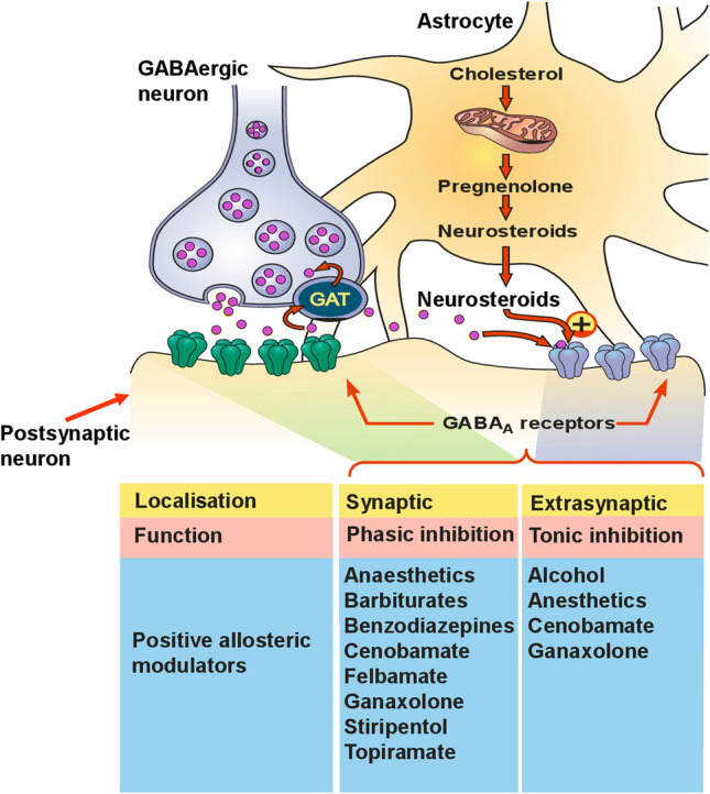 New GABA-Targeting Therapies for the Treatment of Seizures and Epilepsy: I. Role of GABA as a Modulator of Seizure Activity and Recently Approved Medications Acting on the GABA System.