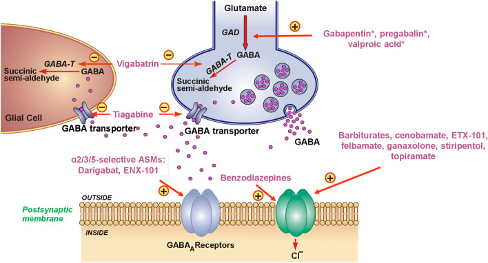 New GABA-Targeting Therapies for the Treatment of Seizures and Epilepsy: I. Role of GABA as a Modulator of Seizure Activity and Recently Approved Medications Acting on the GABA System.