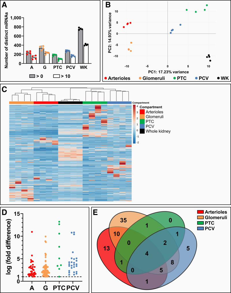 Unique miRNome and transcriptome profiles underlie microvascular heterogeneity in mouse kidney.