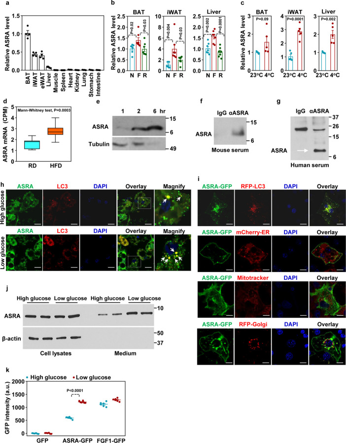 A brown fat-enriched adipokine, ASRA, is a leptin receptor antagonist that stimulates appetite.