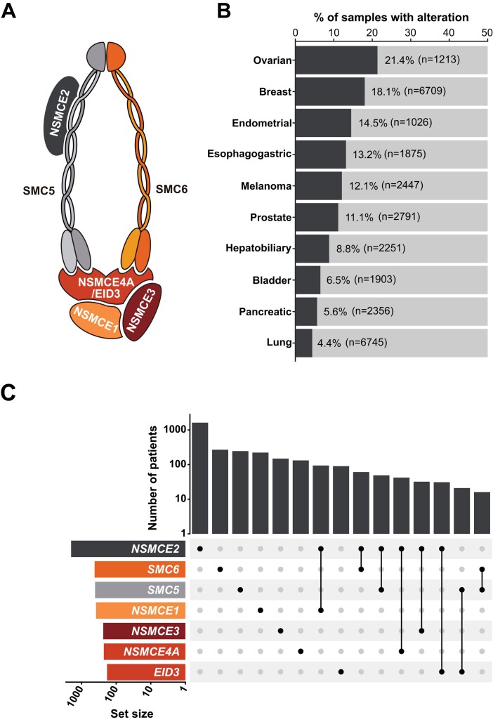 Large-scale phenogenomic analysis of human cancers uncovers frequent alterations affecting SMC5/6 complex components in breast cancer.