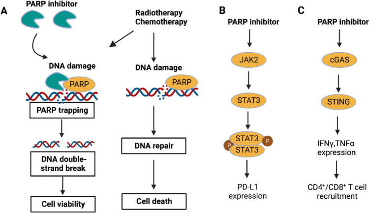 New insights for gynecological cancer therapies: from molecular mechanisms and clinical evidence to future directions.