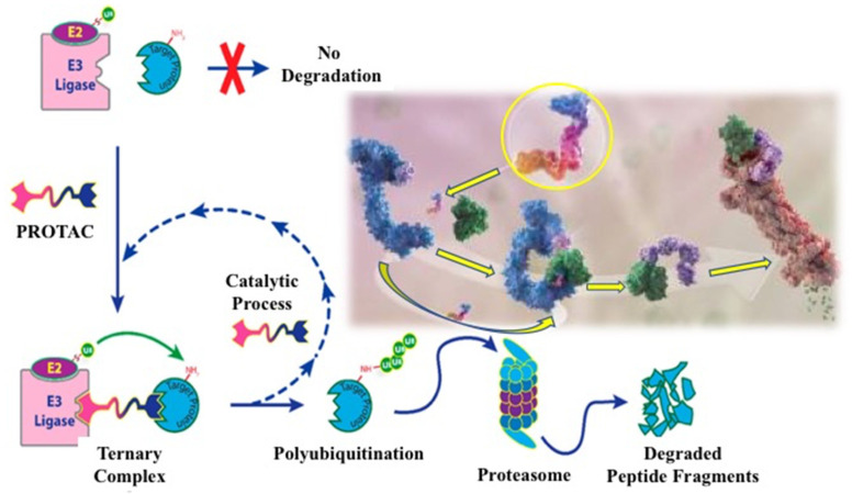 Targeted Strategies for Degradation of Key Transmembrane Proteins in Cancer.