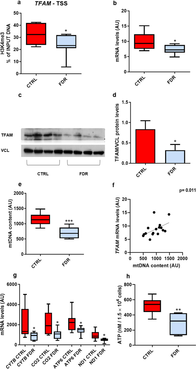 Altered H3K4me3 profile at the TFAM promoter causes mitochondrial alterations in preadipocytes from first-degree relatives of type 2 diabetics.