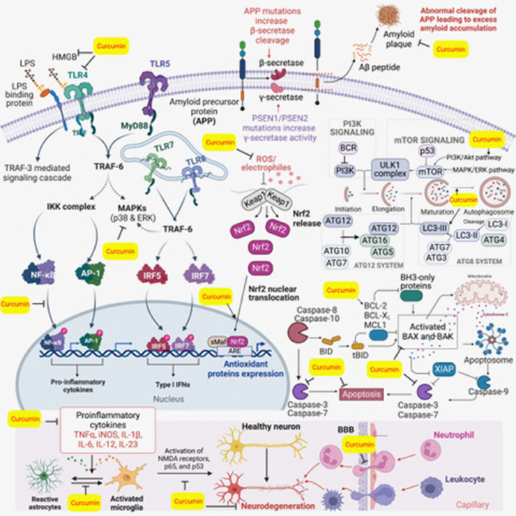 Curcumin, inflammation, and neurological disorders: How are they linked?