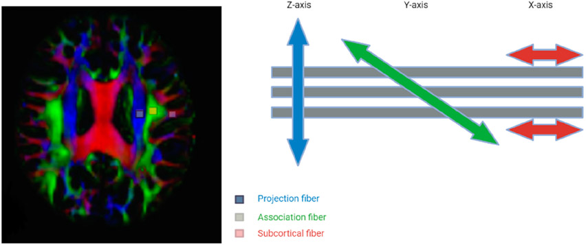 Mapping the Glymphatic Pathway Using Imaging Advances.