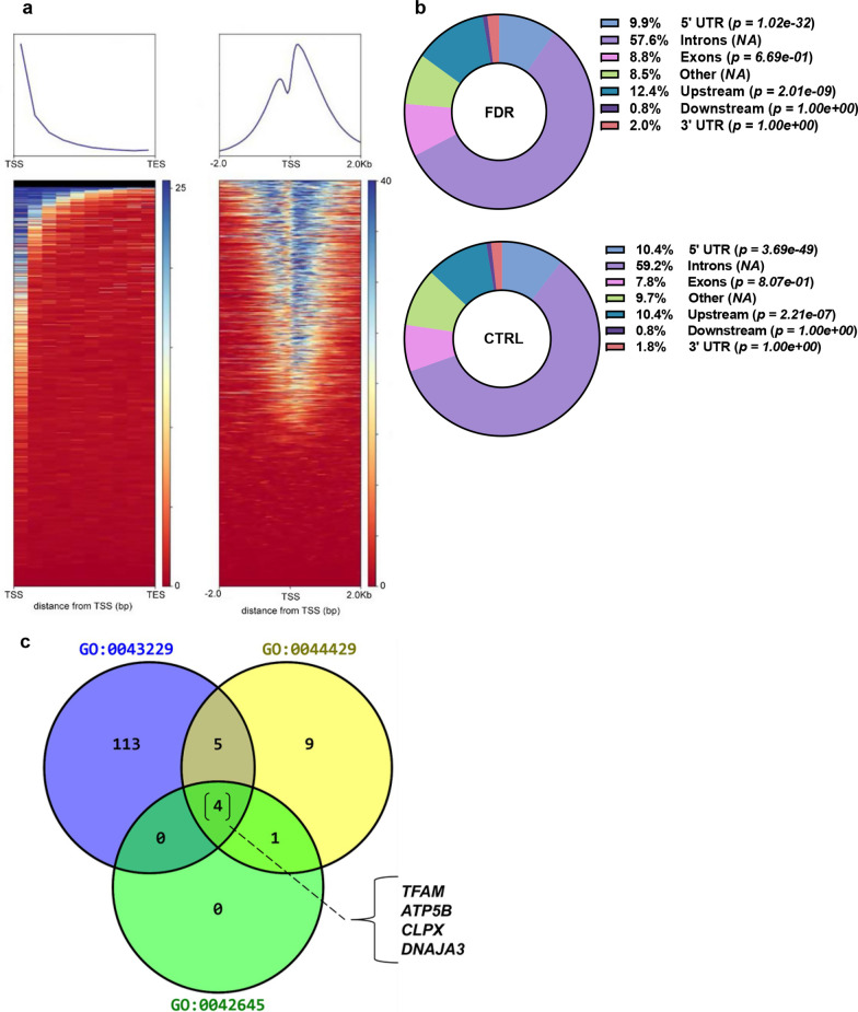 Altered H3K4me3 profile at the TFAM promoter causes mitochondrial alterations in preadipocytes from first-degree relatives of type 2 diabetics.