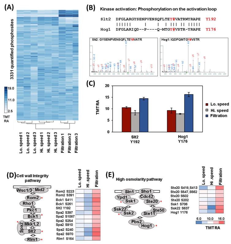 Comparison of the Proteomes and Phosphoproteomes of <i>S. cerevisiae</i> Cells Harvested with Different Strategies.