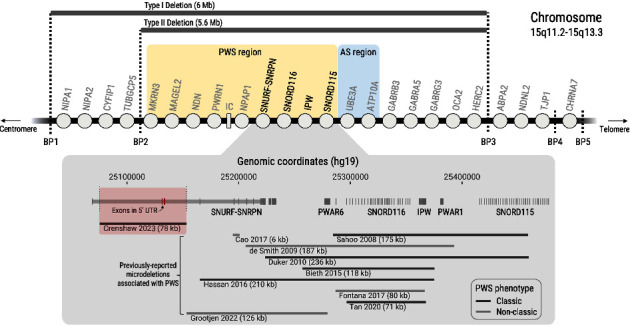 An Atypical 15q11.2 Microdeletion Not Involving <i>SNORD116</i> Resulting in Prader-Willi Syndrome.