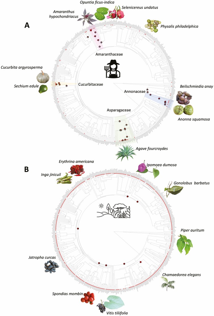 Wild and cultivated comestible plant species in the Gulf of Mexico: phylogenetic patterns and convergence of type of use.