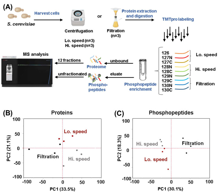 Comparison of the Proteomes and Phosphoproteomes of <i>S. cerevisiae</i> Cells Harvested with Different Strategies.