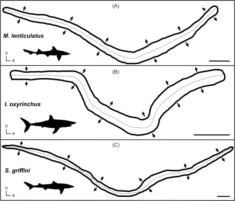 Interspecific Variation in the Inner Ear Maculae of Sharks.