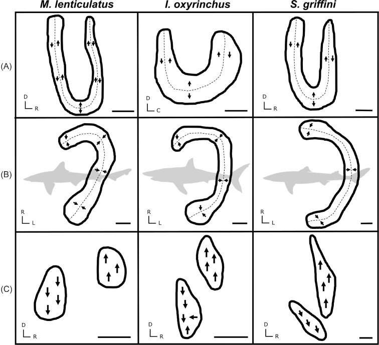 Interspecific Variation in the Inner Ear Maculae of Sharks.