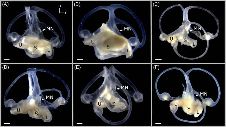 Interspecific Variation in the Inner Ear Maculae of Sharks.