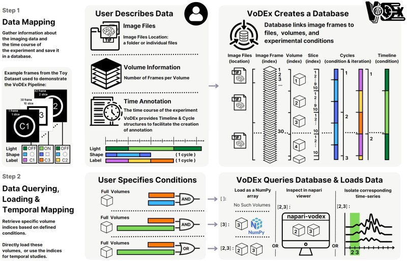 VoDEx: a Python library for time annotation and management of volumetric functional imaging data.